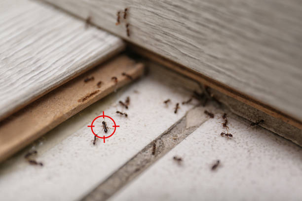 Best Ant Control Services  in Strodes Mills, PA