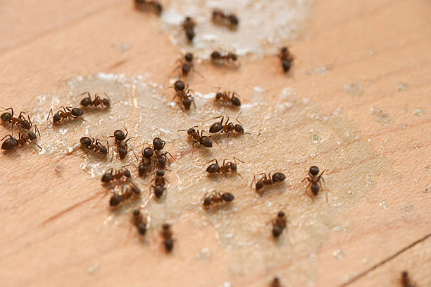 Best Affordable Pest Control Services  in Strodes Mills, PA